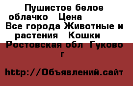 Пушистое белое облачко › Цена ­ 25 000 - Все города Животные и растения » Кошки   . Ростовская обл.,Гуково г.
